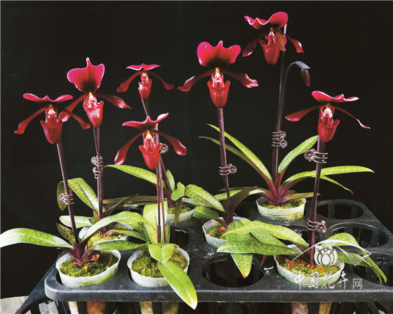 華南植物園兩個兜蘭新品種通過審定