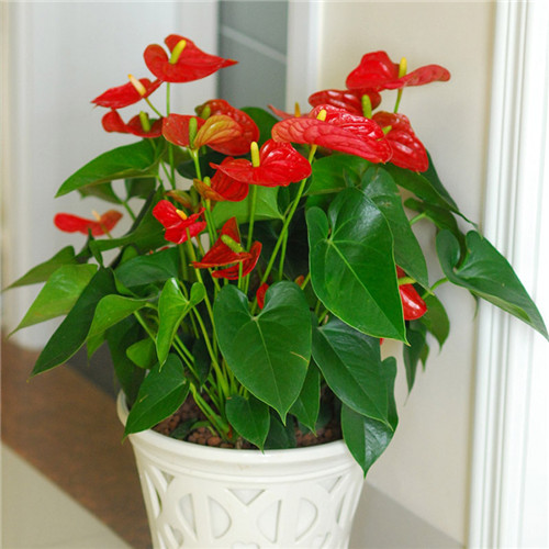 過年了,帶一盆祝福滿滿的年宵花回家