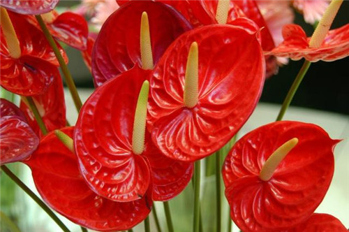 過年了,帶一盆祝福滿滿的年宵花回家