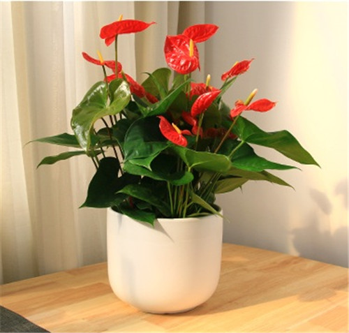 過年了,帶一盆祝福滿滿的年宵花回家