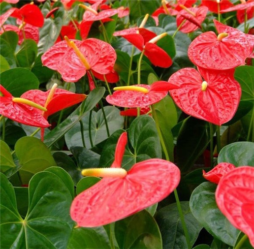 過年了,帶一盆祝福滿滿的年宵花回家