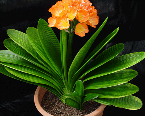 過年了,帶一盆祝福滿滿的年宵花回家