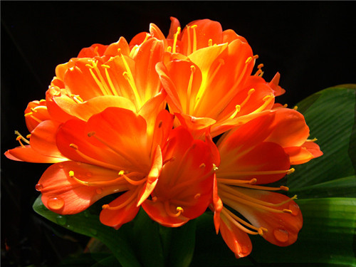 過年了,帶一盆祝福滿滿的年宵花回家