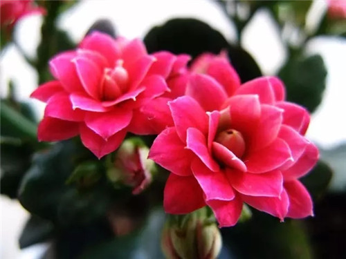 過年了,帶一盆祝福滿滿的年宵花回家