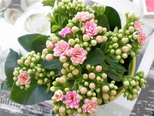 過年了,帶一盆祝福滿滿的年宵花回家