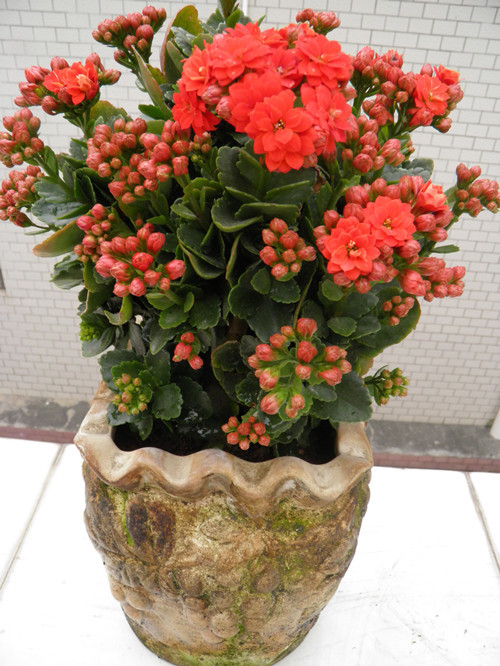 過年了,帶一盆祝福滿滿的年宵花回家