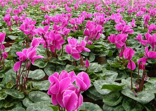 過年了,帶一盆祝福滿滿的年宵花回家