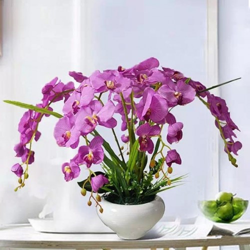 過年了,帶一盆祝福滿滿的年宵花回家