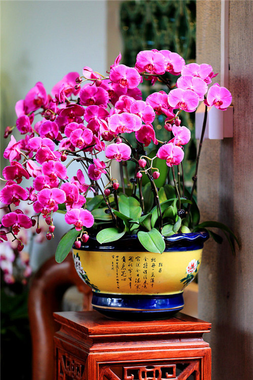 過年了,帶一盆祝福滿滿的年宵花回家