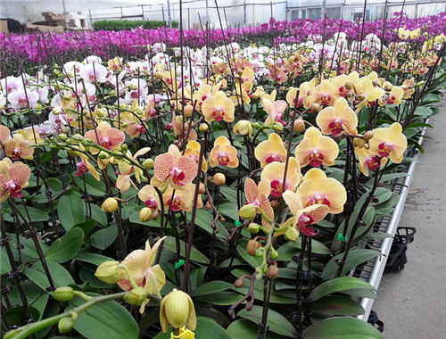 過年了,帶一盆祝福滿滿的年宵花回家