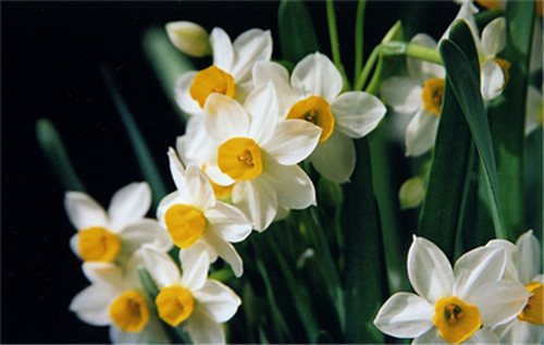 過年了,帶一盆祝福滿滿的年宵花回家