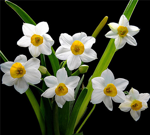 過年了,帶一盆祝福滿滿的年宵花回家