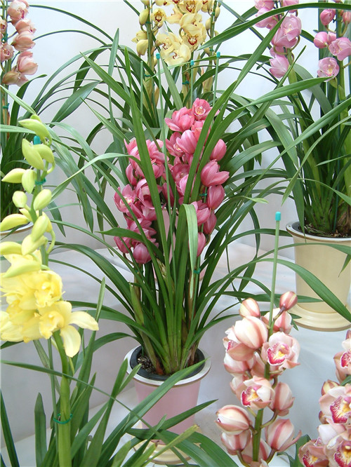 過年了,帶一盆祝福滿滿的年宵花回家