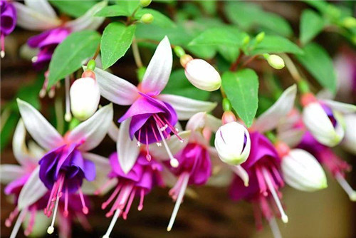 過年了,帶一盆祝福滿滿的年宵花回家