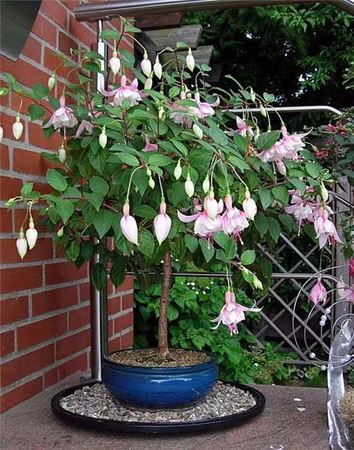 過年了,帶一盆祝福滿滿的年宵花回家