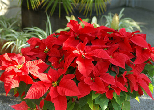 過年了,帶一盆祝福滿滿的年宵花回家