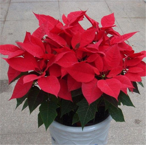 過年了,帶一盆祝福滿滿的年宵花回家