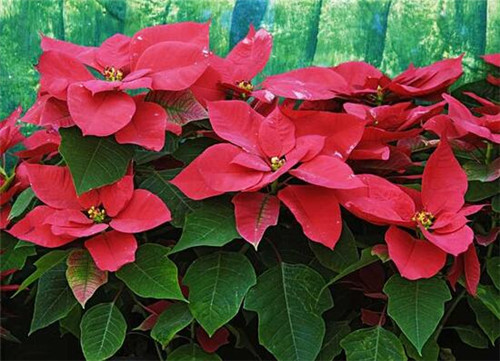 過年了,帶一盆祝福滿滿的年宵花回家