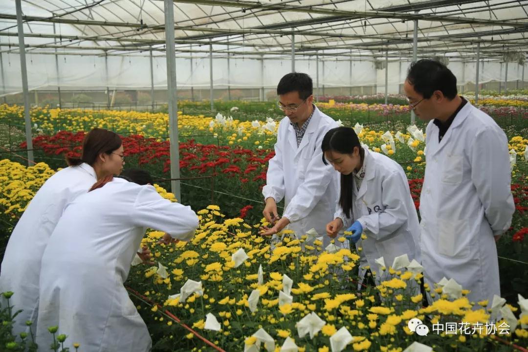 花卉界兩項成果獲2018年度國家科學技術獎