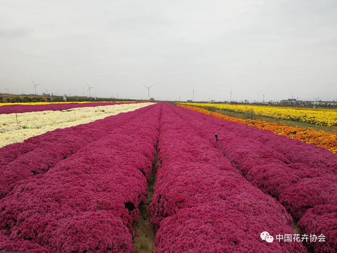 花卉界兩項成果獲2018年度國家科學技術獎