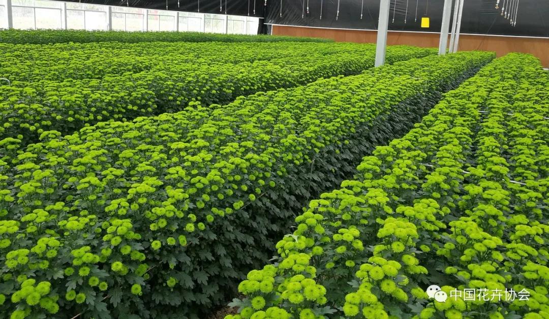 花卉界兩項成果獲2018年度國家科學技術獎