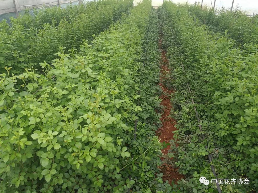 花卉界兩項成果獲2018年度國家科學技術獎