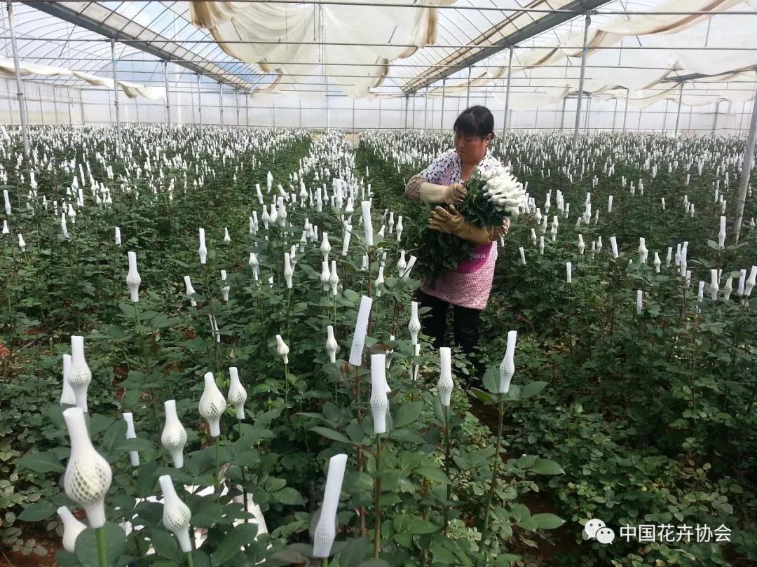 花卉界兩項成果獲2018年度國家科學技術獎