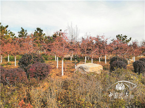 如何打造植物五行風水綠化環境