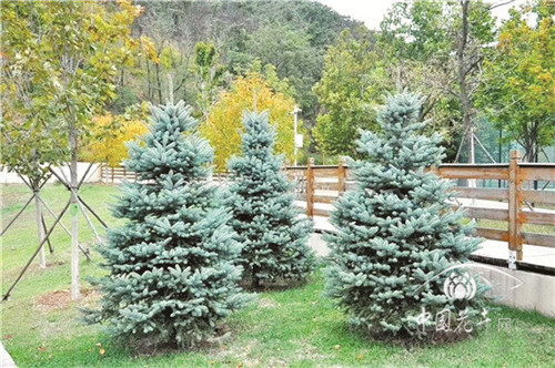 如何打造植物五行風水綠化環境