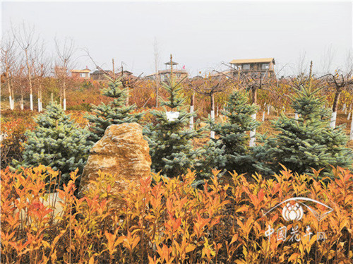 如何打造植物五行風水綠化環境