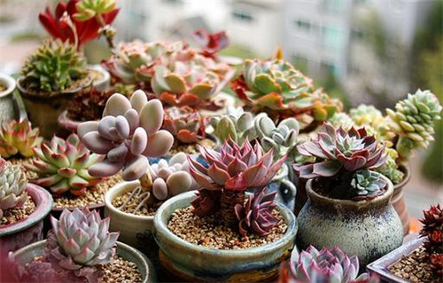 2018中國花卉市場回顧:風云變幻 電商崛起