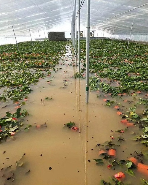 2018中國花卉市場回顧:風云變幻 電商崛起