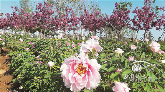 花海在景觀中的應用