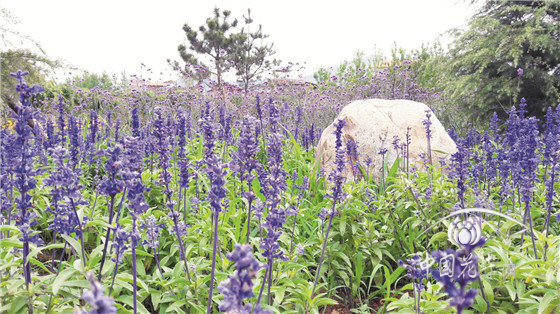 花海在景觀中的應用