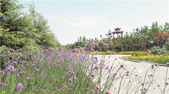花海在景觀中的應用