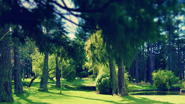 森林康養旅游會發展成什么樣?