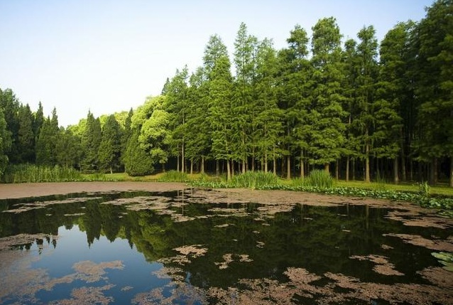 森林康養旅游會發展成什么樣?