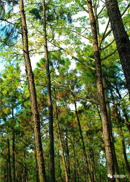 林城山水中,享一份寧靜——廣東中山國家森林公園