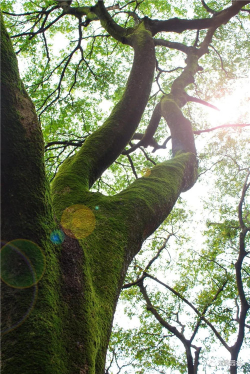 林城山水中,享一份寧靜——廣東中山國家森林公園