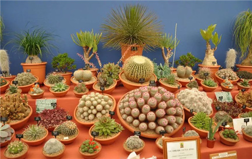 中國最時尚的未來花世界，帶你一探究竟！