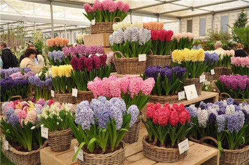 中國最時尚的未來花世界，帶你一探究竟！