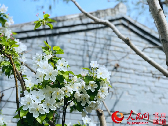 北京：街區(qū)更新　胡同里的“春天”藏不住