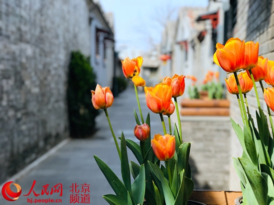 北京：街區(qū)更新　胡同里的“春天”藏不住