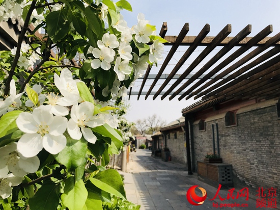 北京：街區(qū)更新　胡同里的“春天”藏不住