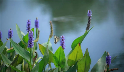 超低造價的生態景觀 | 秦嶺國家植物園人工濕地