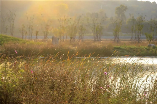 超低造價的生態景觀 | 秦嶺國家植物園人工濕地