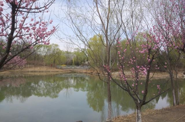 董麗:在植物景觀大師眼中 沒有雜草