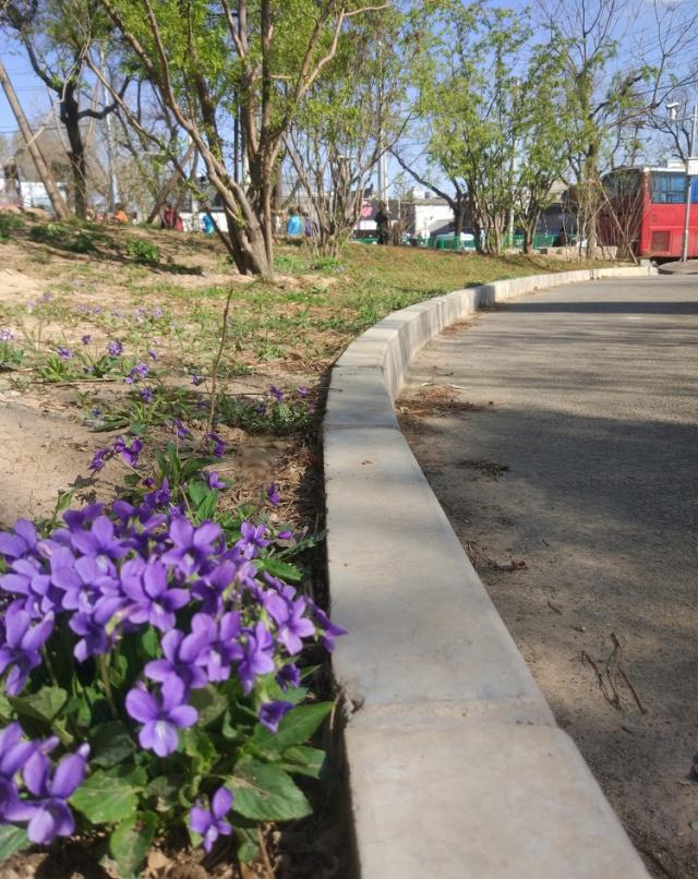 董麗:在植物景觀大師眼中 沒有雜草