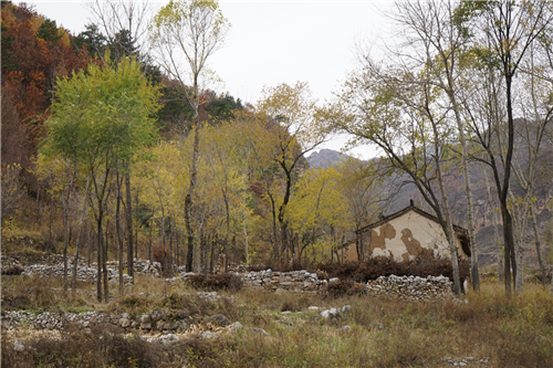 黃大莊:鄉村振興戰略背景下景觀建設及植物應用思考