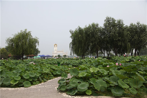 黃大莊:鄉村振興戰略背景下景觀建設及植物應用思考